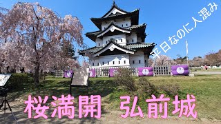 平日なのに混んでいる　弘前城　桜　桜　桜　しだれ桜満開　花吹雪