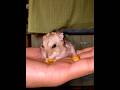 #hamster #hamsterkombat #pets #cute #aquaticpets #animals #funny #hamsters #adorable #rat #memes