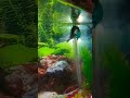 #bettafish #fishlover Finally🤩 mere betta 🐟ne. breeding kar Liya 😍 #shortvideo #shortsviral