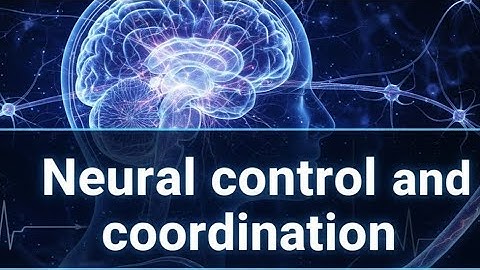 Neural Control and coordination MCQ NEET #neet #mcqncert #mcqsseries #biology