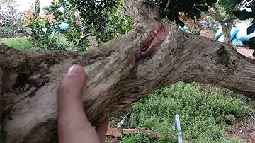 Cây nguyệt quế cổ thụ khủng thân xoắn không bán vòng gốc 1m tiền tỷ