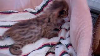 Suzzan's F1 Savannah (2 1/2 weeks old) by TecSpot 48 views 6 years ago 1 minute, 25 seconds