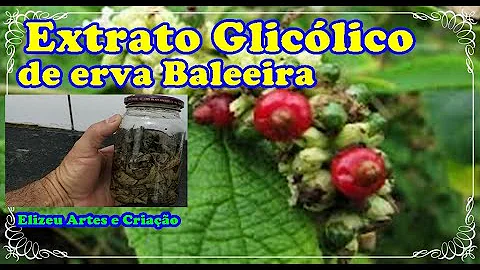Como preparar a erva baleeira?