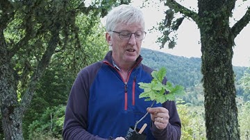 Doug Gilbert on how to identify oak | Trees for Life