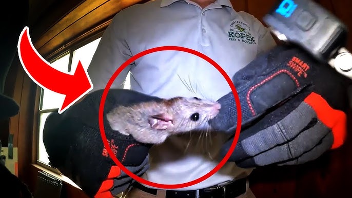 10 minutes Top 10 trampa para ratones eléctricos  Las mejores ideas para  trampas para ratas 
