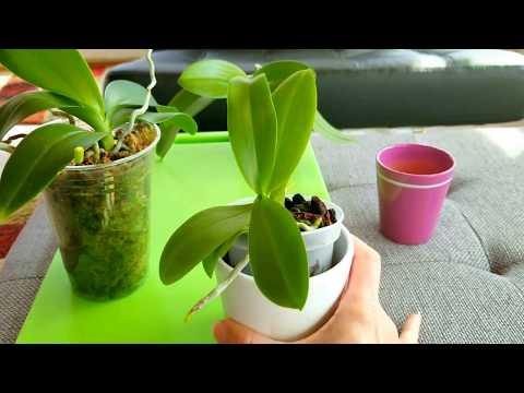 How I care for my miniature phalenopsis orchids.