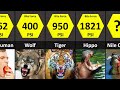 Animals bite force comparison