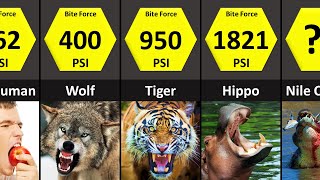 Animals Bite Force Comparison by DataZoo 13,291 views 1 year ago 1 minute, 58 seconds