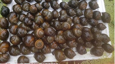 Những RỦI RO Khi Nuôi Ốc Bươu Đen, Ốc Nhồi Năm 2024