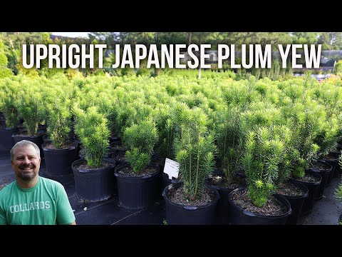 Video: Japanska plommon i sin sommarstuga: plantering och skötsel
