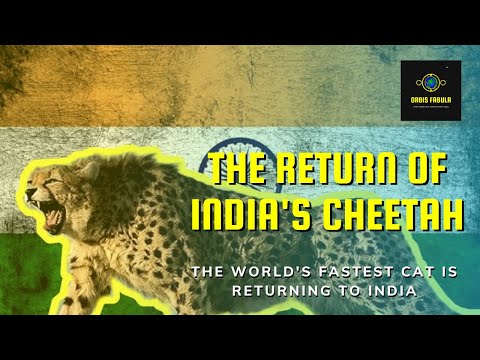 India’s Cheetah Comeback