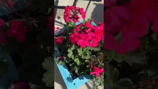 Tell me do you have a green thumb? I just thought this planter was so adorable