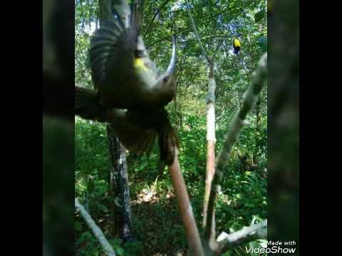 Suara raja pikat semua burung