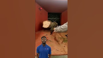 A tree trunk with a diameter of 30 cm was crushed #fcnfm #youtubeshorts #shorts