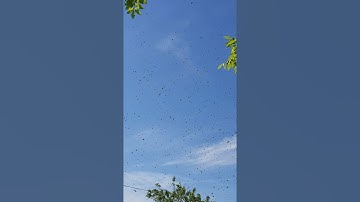 Honeybee swarm from my log hive. Cambridge UK