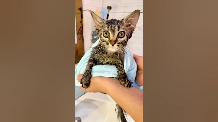 Watch the video about Heart Melting Kitten Bath Adventure! 😻🛀🌟#CuteCat #CatLovers #FunnyCat