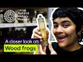 Wood Frogs and Their Unique Freezing Abilities
