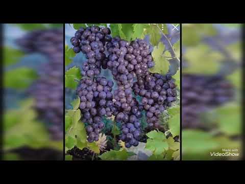 საოცნებო ყურძენი/Best grapes