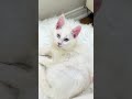 Odd Eyes Magic 😻 Kumo the White Maine Coon Kitten Steals the Show ✨ Which One Do You Like Most?