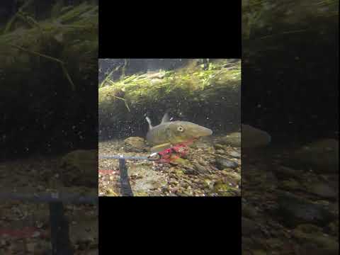 #carpfishing #angling #carp #underwater #fishing #鯉釣り #水中映像 #shorts #gopro