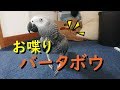 お喋りバータボウ ヨウムのるいちゃん