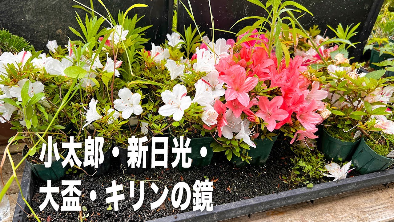 4種のさつき見納め #盆栽 #bonsai - YouTube