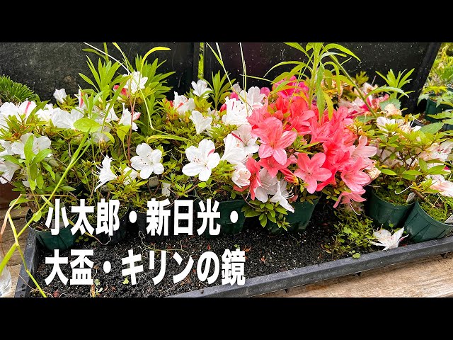 4種のさつき見納め #盆栽 #bonsai - YouTube