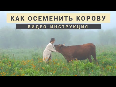 Искусственное осеменение коровы. Видео - инструкция.