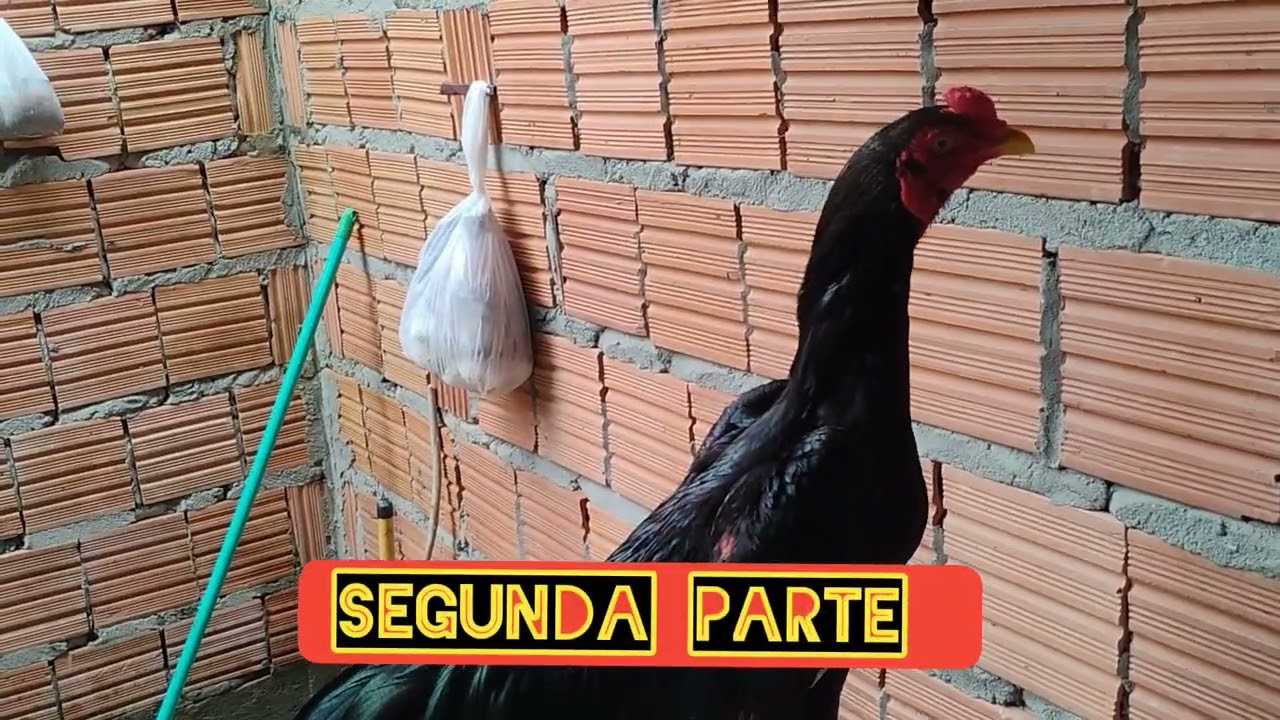SAMID PREÁ OFICIAL alimentando minhas aves 
