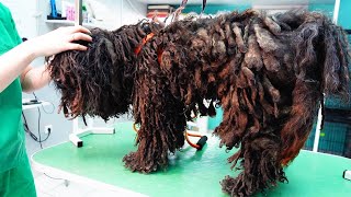 YOU WON'T BELIEVE how this DOG looks before shaving all these dreadlocks