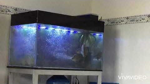 Cá chẽm táp mồi !