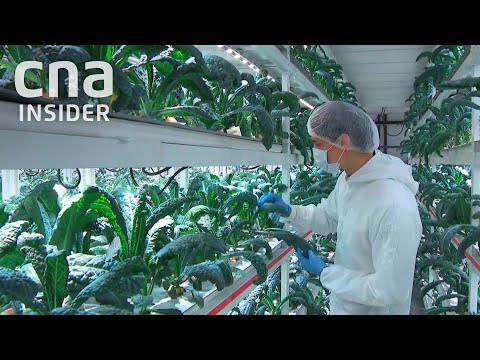 How Singapore Farms Use Artificial Intelligence