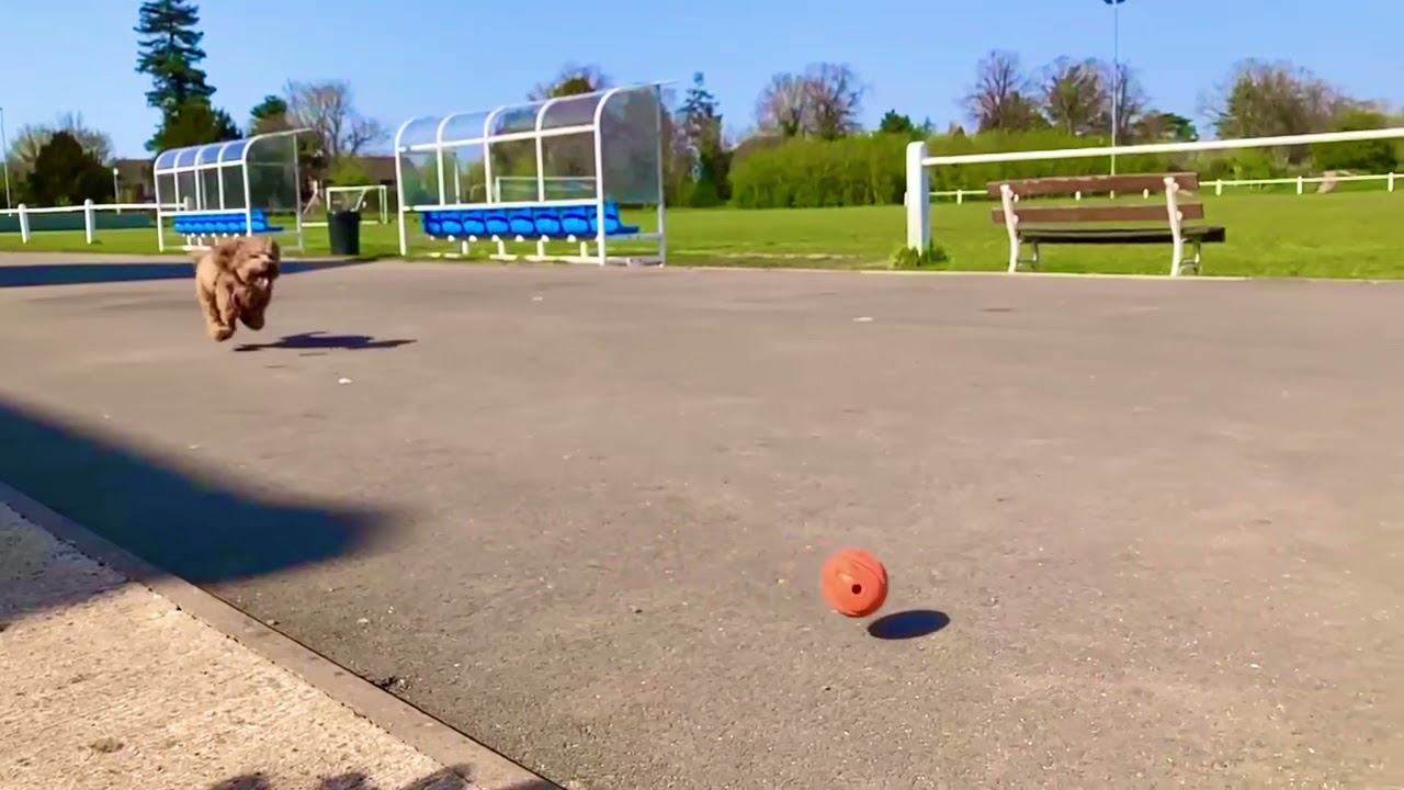 Slow motion track run | Raffy the Cavapoo puppy