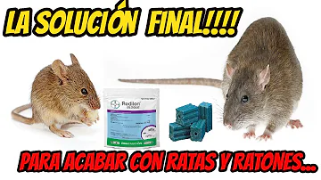 ¿Se huele una plaga de ratones?