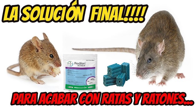Cómo eliminar ratas y ratones