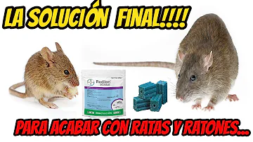 ¿Pueden las ratas volverse inmunes al raticida?