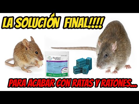 Video: Destrucción de ratones: soluciones alternativas al problema