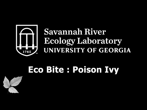 SREL Eco Bite : Poison Ivy