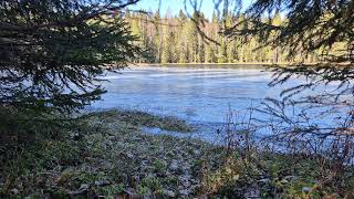 Lake view and birdsong for stress relief | Nordic nature