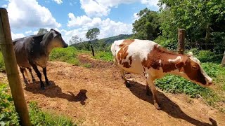 MOSTRANDO COMO É FEITO O MANEJO COM AS VACAS DE MENOR LACTAÇÃO AQUI NA MINHA PROPRIEDADE