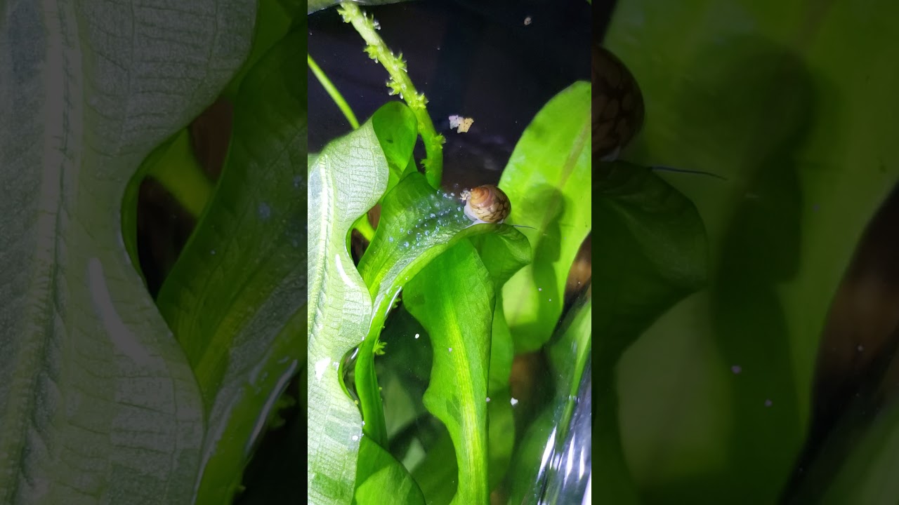 Pond snail laying eggs. YouTube