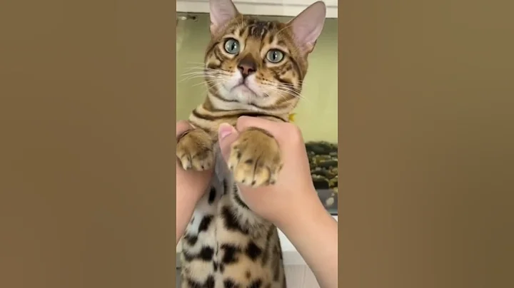 Watch the video about Hey it's Lily..Kitty's friend 🐈 welcome me to your meow mix moments #catvideo #funny #catlover #cat