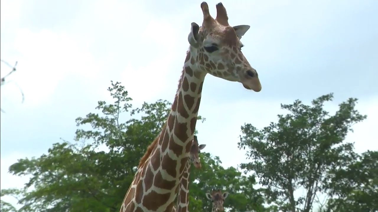 Zoo Miami animals ready to welcome back visitors