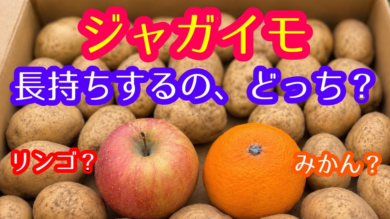 POTATO まとめ売り Storing Potatoes] Keep them fresh until winter! Storing them with