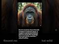 Orangutan Discovered Treating His Own Wound with Medicine – Scientists Stunned