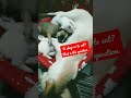 Puppies fall asleep while being nursed by their mother #cutepuppies #mamadog #family #pets #shorts