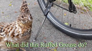 What did this Ruffed Grouse do?