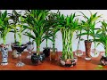 Grow and Decorate Lucky Bamboo Only in Water-Indoor Water Garden-Grow Plants in Water//GREEN PLANTS