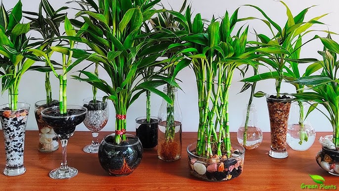 Glücksbambus Dracaena Sanderiana Pflege - Ikea Bambus pflegen