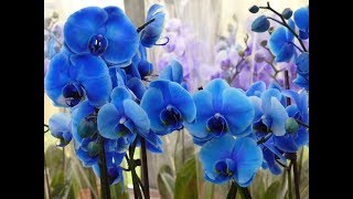 Цветочный рынок,цветочные магазины,орхидеи разные цветы.голубые орхидеи.